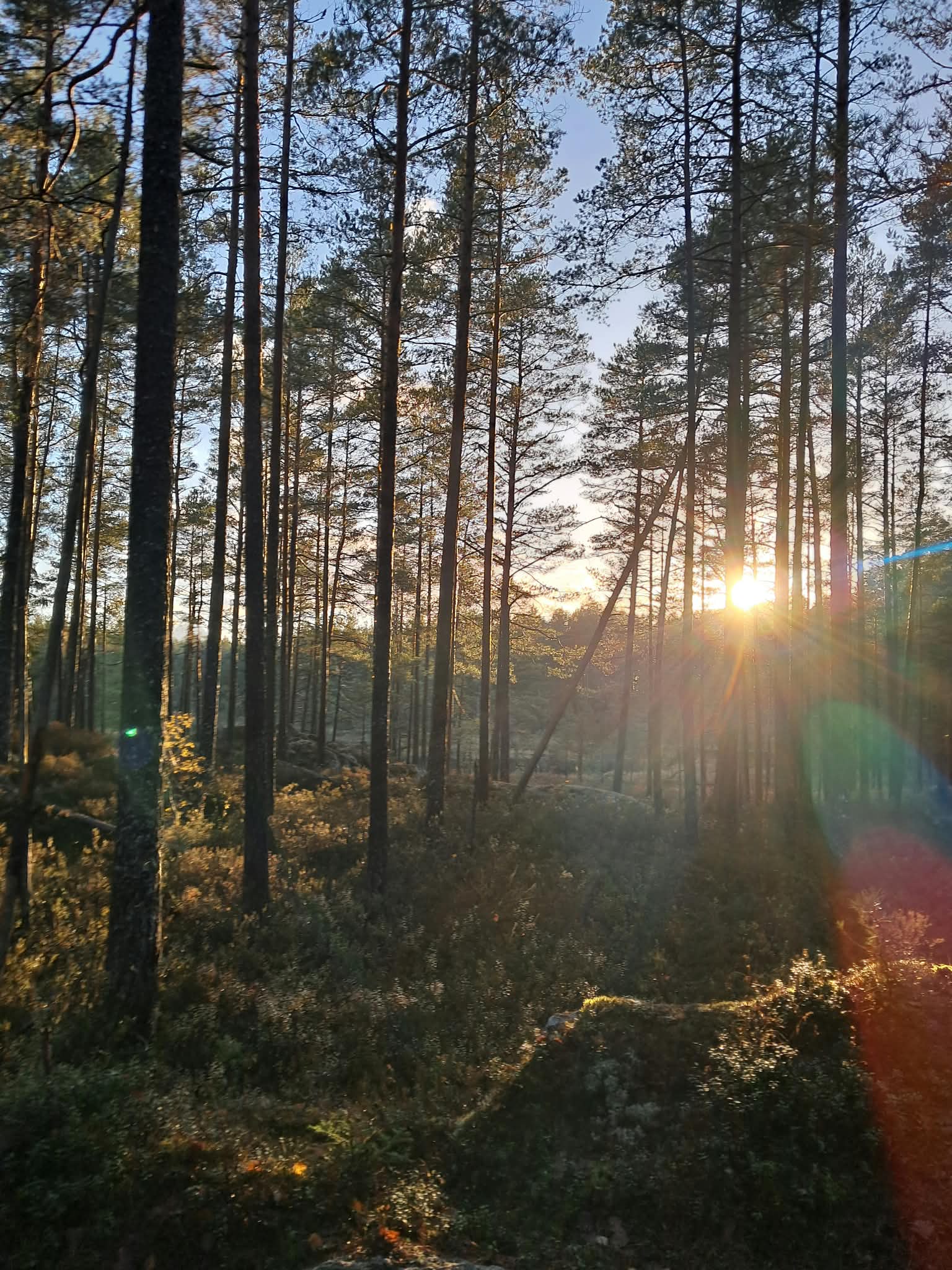 Vecka 43 – 2026 Veckan som gått hos Skaraborg Maskin & Återbruk 🚜♻️ – bild från veckan